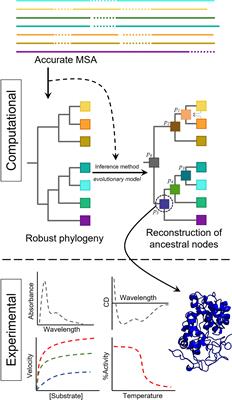 Ancestral sequence reconstruction as a tool to study the evolution of wood decaying fungi